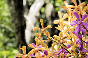 Arachnis orchids in orange yellow and magenta. Selective focus.