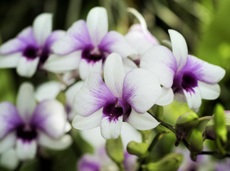 Dendrobium hybrids, Orchid in white and purple petals.
