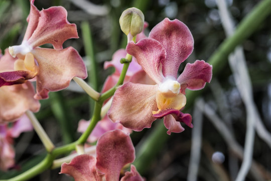 Udon Sunshine orchid, fragrant orchid in Vanda alliance. Usually use to make a perfume and fragrant products. The flowers can be changed into 3 different colors depended on temperature.