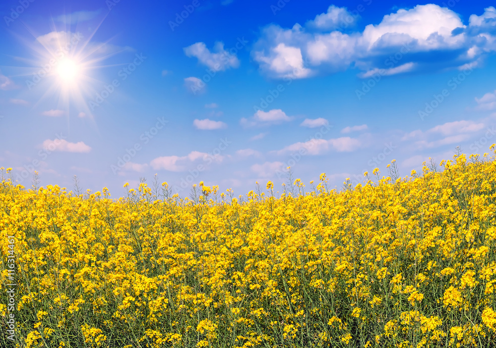 Wall mural lush rape field