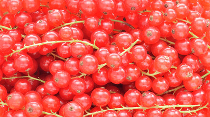 Hintergrund mit rote Johannisbeeren