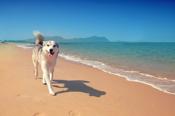 Siberian husky running in the Beach