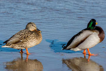 Kaczki nad Morzem bałtyckim w Świnoujściu © Pawel Gruntowicz