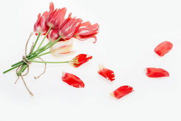red tulip isolated on white background