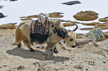 Yak on the trail near Everest Base Camp, Nepal