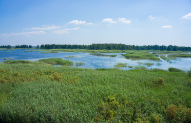 The swamp from a height of Petit