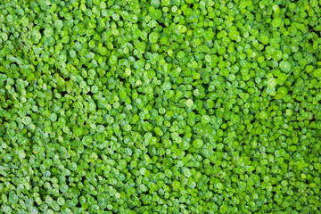 Group of Shield Pennywort, Gotu kola ,green nature background
