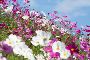 beautiful  cosmos flower and blue sky