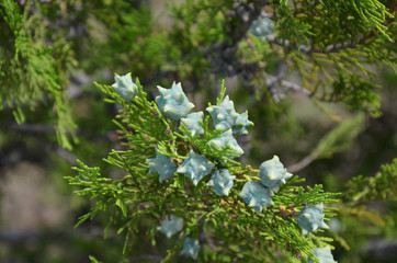 young green Thuja branches with fruits closeup