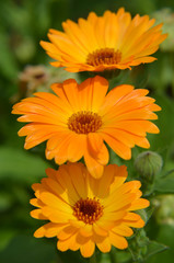 Marigold Calendula officinalis orange flower closeup