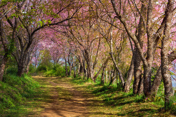 Naklejka premium cherry blossom pink sakura in Thailand and a footpath leading in