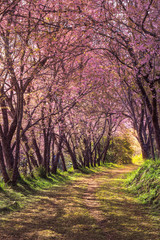 cherry blossom pink sakura in Thailand and a footpath leading in