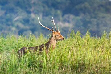 hog deer