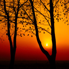 Silhouette of a tree and warm sunshine.