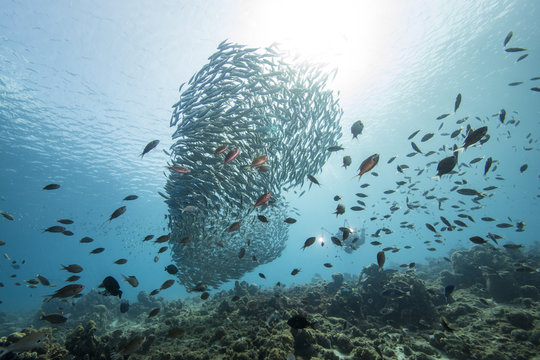 Unterwasser - Riff - Fisch - Fischschwarm - Tauchen - Curacao - Karibik