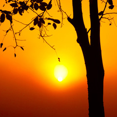Silhouette of a tree and warm sunshine.