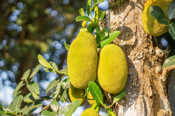 Jackfruit tree in the fruit garden.