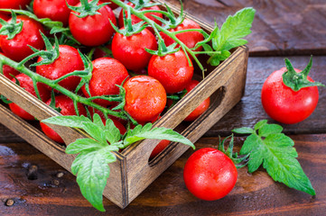 Fresh Organic Cherry Tomatoes In a Basket