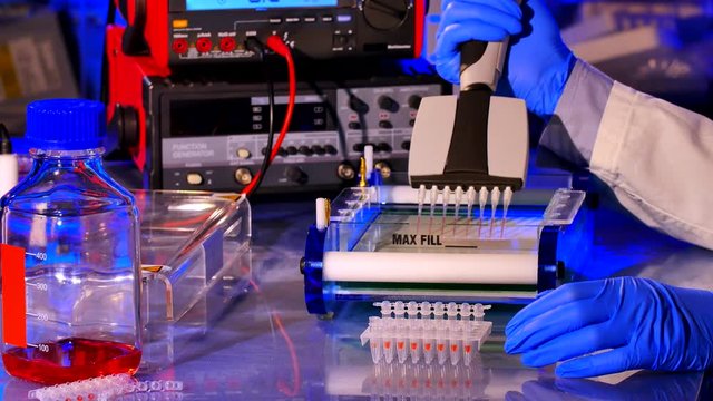 Sample preparation for DNA electrophoresis. Adding samples in Gel Electrophoresis