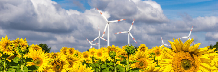 Wind power plants behind a field of sunflowers panorama