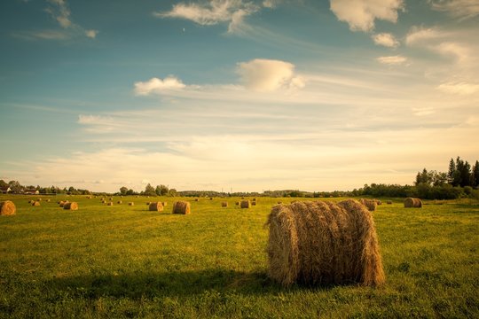 hay bales in countryside