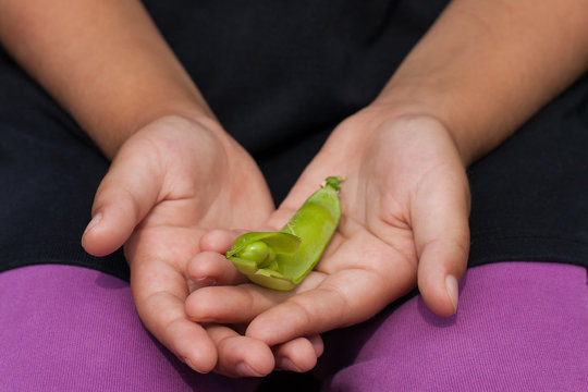 Pea. One Ripe Pea On Children Hands Close Up. Healthy And Wholesome Food.