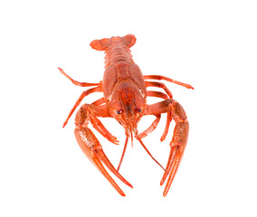 Fresh boiled red crayfish isolated on white background.
