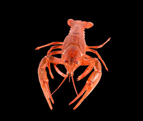 Red lobster, on black background