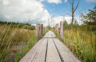 Fototapeta premium wooden path on swamp in sunny day