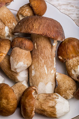 Boletus edulis (king bolete) on a white plate