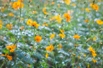 Cosmos flowers blooming in the garden