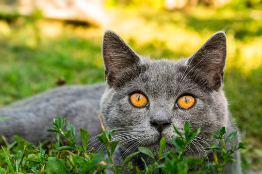 British cat with on the grass