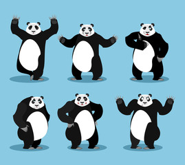 Panda set. Chinese bear variety of poses. Animal expression of e
