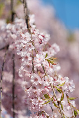 しだれ桜