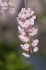 しだれ桜