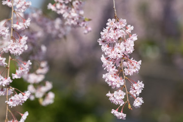 しだれ桜