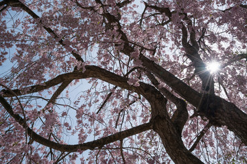 しだれ桜