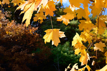 Autumn leaves - The leaves turn yellow in the fall.
