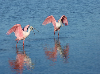 Two Roseate Spoonbills spreading their wings after a fresh water bath, one with an open spoonbill and one with a closed spoonbill.