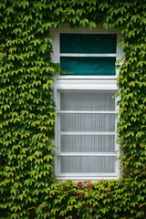 Windows surrounded by green ivy