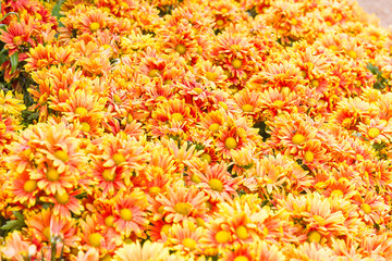 Orange Chrysanthemum flowers in garden