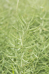 Immature plants rape seeds.