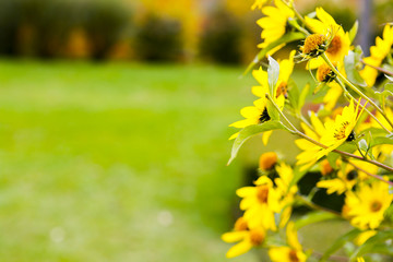Obraz na płótnie Canvas Adorable yellow flowers in a meadow