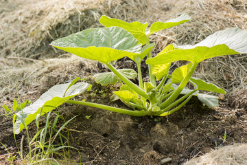 Green leaves pumpkins for compost.