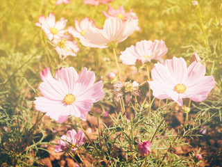 Vintage cosmos field with warm filter