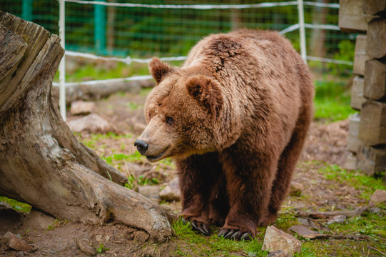 A brown bear in national park