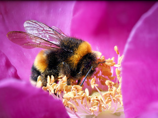 Huge bumblebee in flower. Macro. Shaggy bumblebee, pollen
