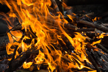 Bonfire in the forest.
