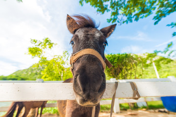 Funny donkey animal in outdoor farm