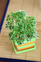 Small plant in ceramic pot decorate on table.